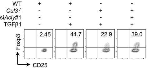 Figures And Data In Acly Ubiquitination By Cul Klhl Induces The