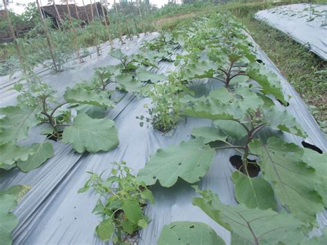 Teknik Budidaya Tanaman Terong Kebun Organik