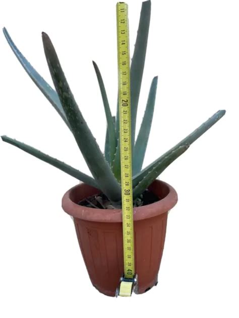 Pianta Di Aloe Vera Barbadensis Senza Vaso Cm Succulenta