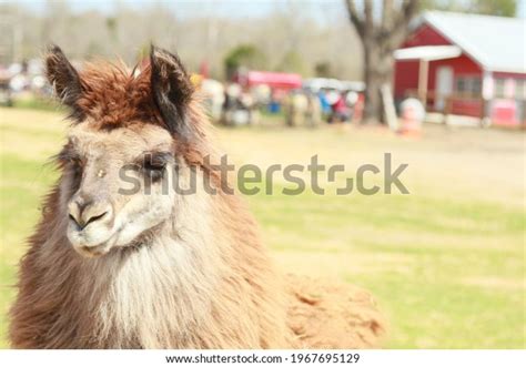 43 Austin Zoo Images, Stock Photos & Vectors | Shutterstock