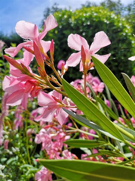 Oleander Snoeien Stekken Verzorgen Giftig Gardeners World