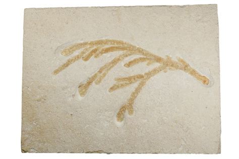 6.7" Fossil Plant (Brachyphyllum) - Solnhofen Limestone, Germany ...