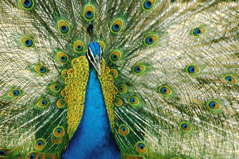 Peacock Wallpapers HD Free Download