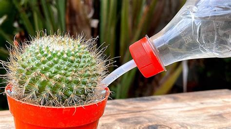 Cómo fertilizar adecuadamente tus plantas de cactus y suculentas