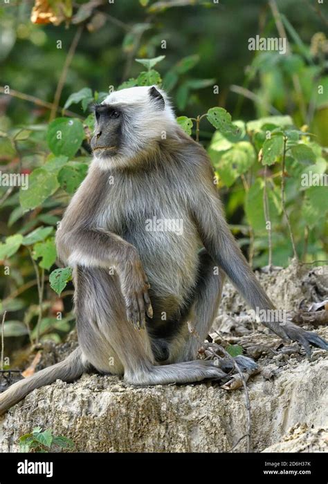 Grey Or Hanuman Langur Semnopithecus Entellus Adult Male Bardia