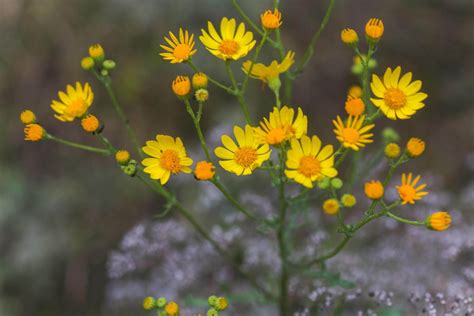 Schmalbl Ttriges Greiskraut Senecio Inaequidens