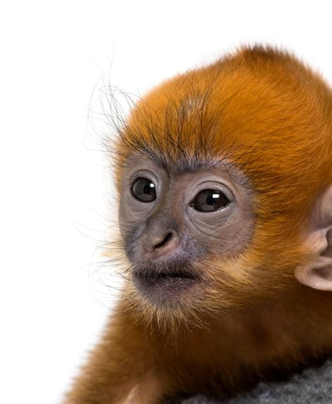 Premium Photo | Close-up of a baby francois langur (1 month)