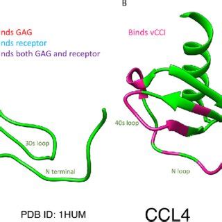 VCCI Binding To CC Chemokines Shows Significant Overlap With The