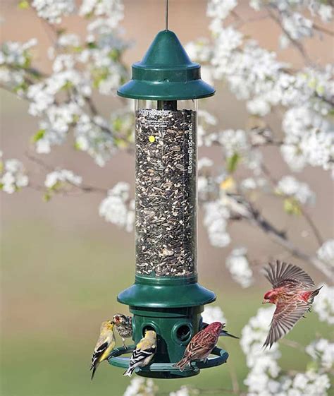 What Are The Different Types Of Bird Feeders Bird Watch Hq