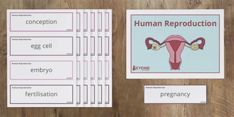 Ks3 Human Reproduction Word Wall Teacher Made