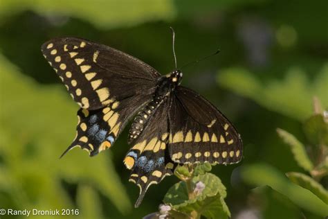 Black Swallowtail Male Randy Droniuk Flickr