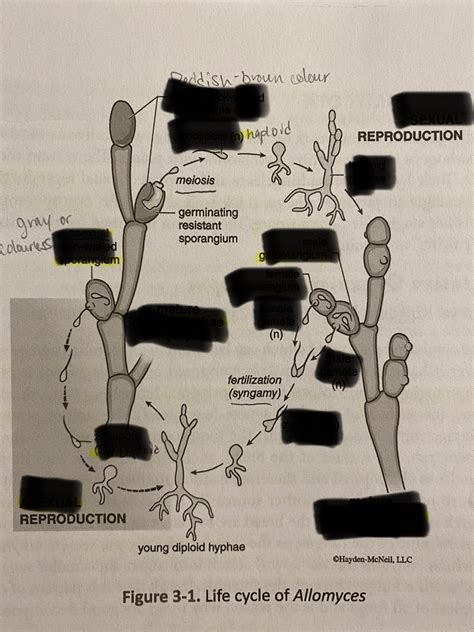 Diagram Of Bio 121 Lab 3 Life Cycle Of Allomyces Quizlet