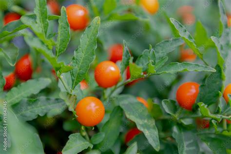 Selective Focus Of Red Jerusalem Cherry Fruits And Green Leaves