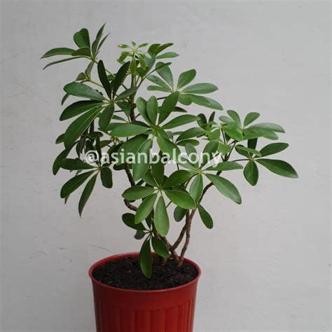 Jual Schefflera Arboricola Walisongo Tanaman Hias Di Pot Shopee