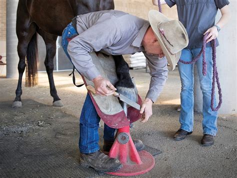 When Does a Horse Need a Farrier? | Pet Talk | VMBS News