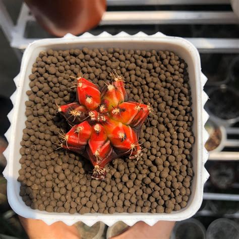 Cactulents.bxu - The famous Granularized Volcanic Soil is...