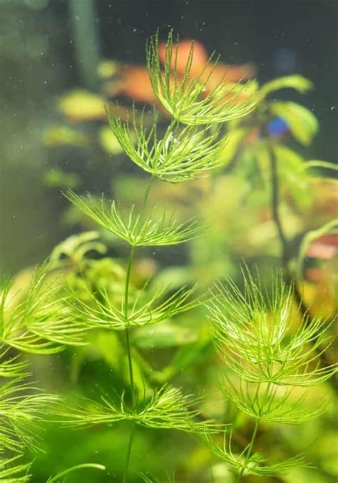 Can Aquarium Plants Grow in Cold Water? The Simple Answer – Aquarium Genius