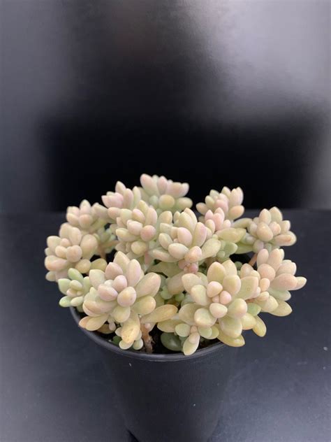 Graptopetalum Mirinae Succulent Furniture Home Living Gardening