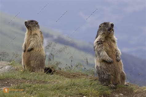 Alpenmurmeltier Bild bestellen - Naturbilder bei Wildlife Media
