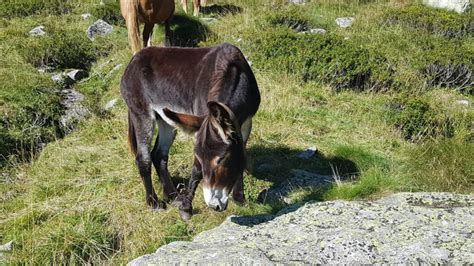 Von Carcoforo Auf Den Palone Del Badile M Travel Logbuch