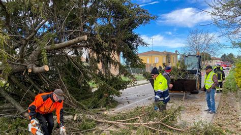 Maltempo Alberi E Pali Abbattuti In Oltrepo La Provincia Pavese