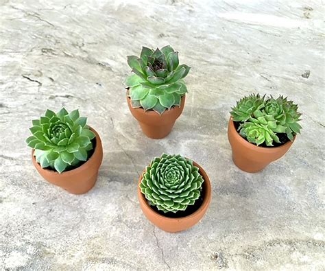 Mini Succulents in Pots, Live Plants Wedding Favors, Tiny Shower Gift ...