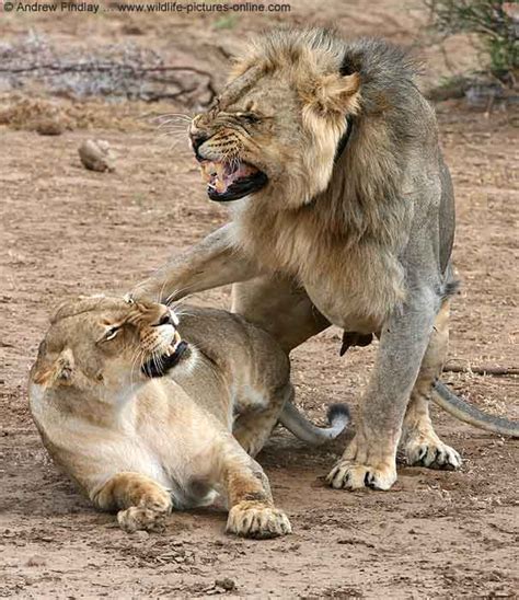 Male And Female Lions Mating