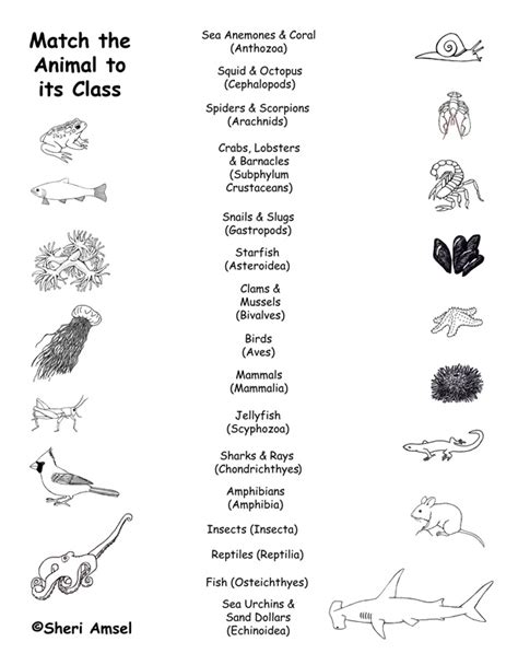 Animal Groups (Classes) - Matching Quiz