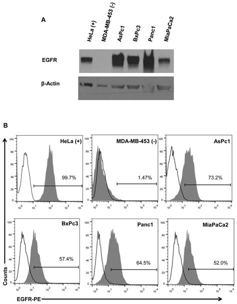 Expression Of EGFR In Human Pancreatic Cancer Cell Lines A Lysates