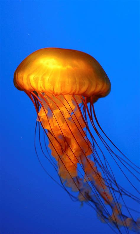 Animated Jellyfish Wallpaper - WallpaperSafari