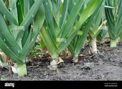 Culture Biologique Plantation De Poireaux Dans Le Potager Photo Stock