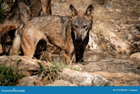 Canis Lupus Signatus En Medio Del Estanque Foto De Archivo Imagen De