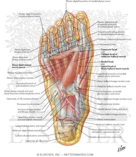 Arterial System Of The Foot By Asklepios Medical Atlas Lupon Gov Ph