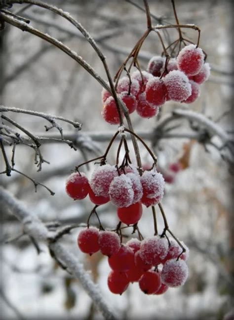Ветка калины зимой - фото и картинки: 32 штук