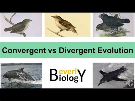 Convergent Evolution Vs Divergent Evolution Shared Traits 50 Off