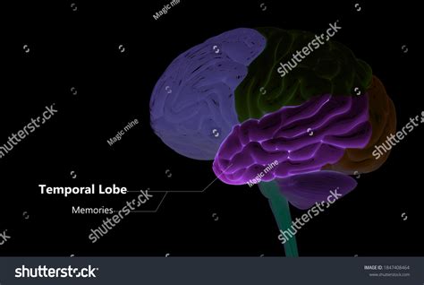 Central Organ Human Nervous System Brain Stock Illustration 1847408464