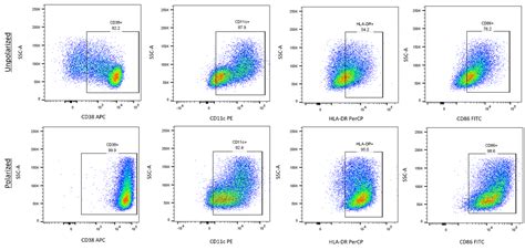 M1 Macrophage Flow Cytometry Panel