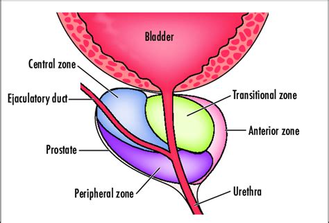 Zones Of The Prostate Download Scientific Diagram