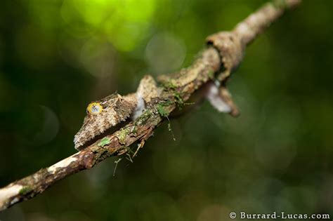 Madagascar Leaf-tail Gecko - Burrard-Lucas Photography