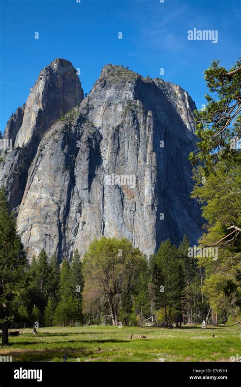 Cathedral Rocks And Mule Deer Odocoileus Hemionus Yosemite Valley