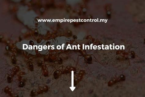 Dangers Of Ant Infestation Complete Guide