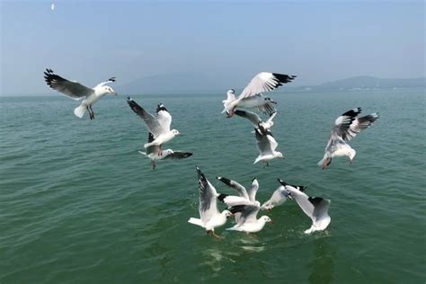 Annual bird census starts across Odisha, today - Sun Star TV