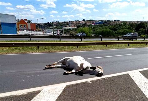 Vaca é atropelada por caminhão em rodovia de Bauru e acaba sacrificada