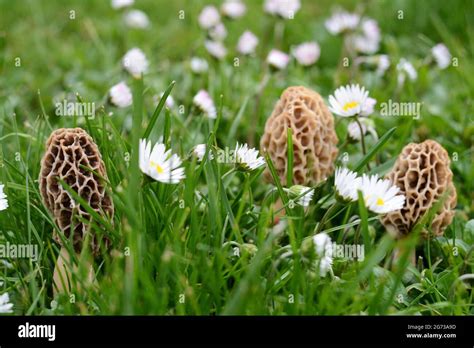 Common Morel Fungus Morchella Esculenta Spring Edible Morel Mushroom