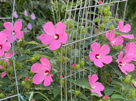 50 Seeds. Hot Pink Hardy Hibiscus. Pollinators Garden. Attract - Etsy