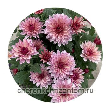 Хризантема Мультифлора №2 Sunbeam Lively Pink Bicolor (Санбим ливли ...