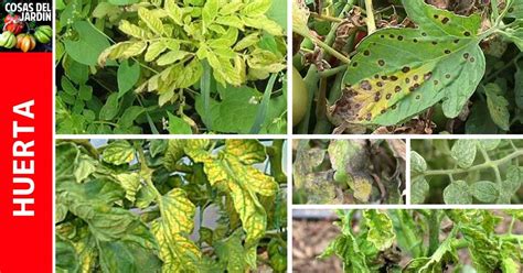 Enfermedades del Tomate Guía con Fotos y soluciones Cosas del Jardin