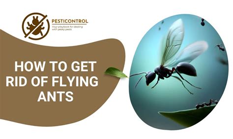 Say Goodbye To Flying Ants: Simple Solutions!