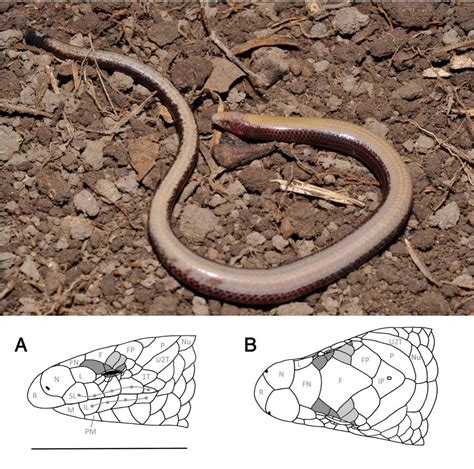 Legless Lizard Skeleton