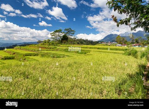 Blue Sky Over The Golo Cador Rice Terraces In Ruteng On Flores